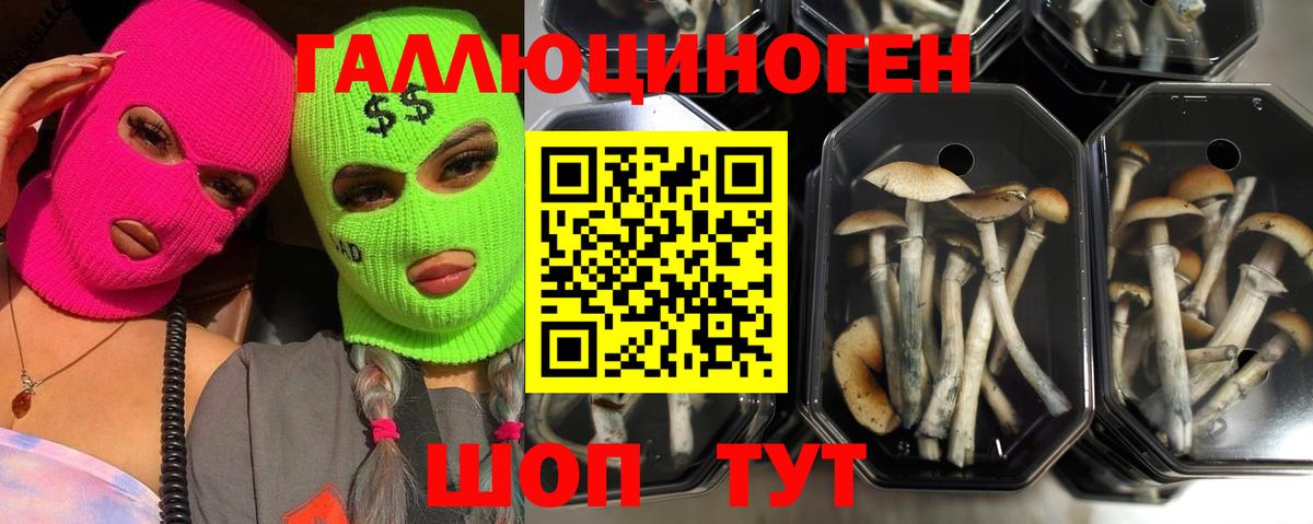 Среднеуральск  Галлюциногенные грибы Psilocybine cubensis  Вход с VPN 